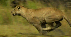 Gif animé lionne court